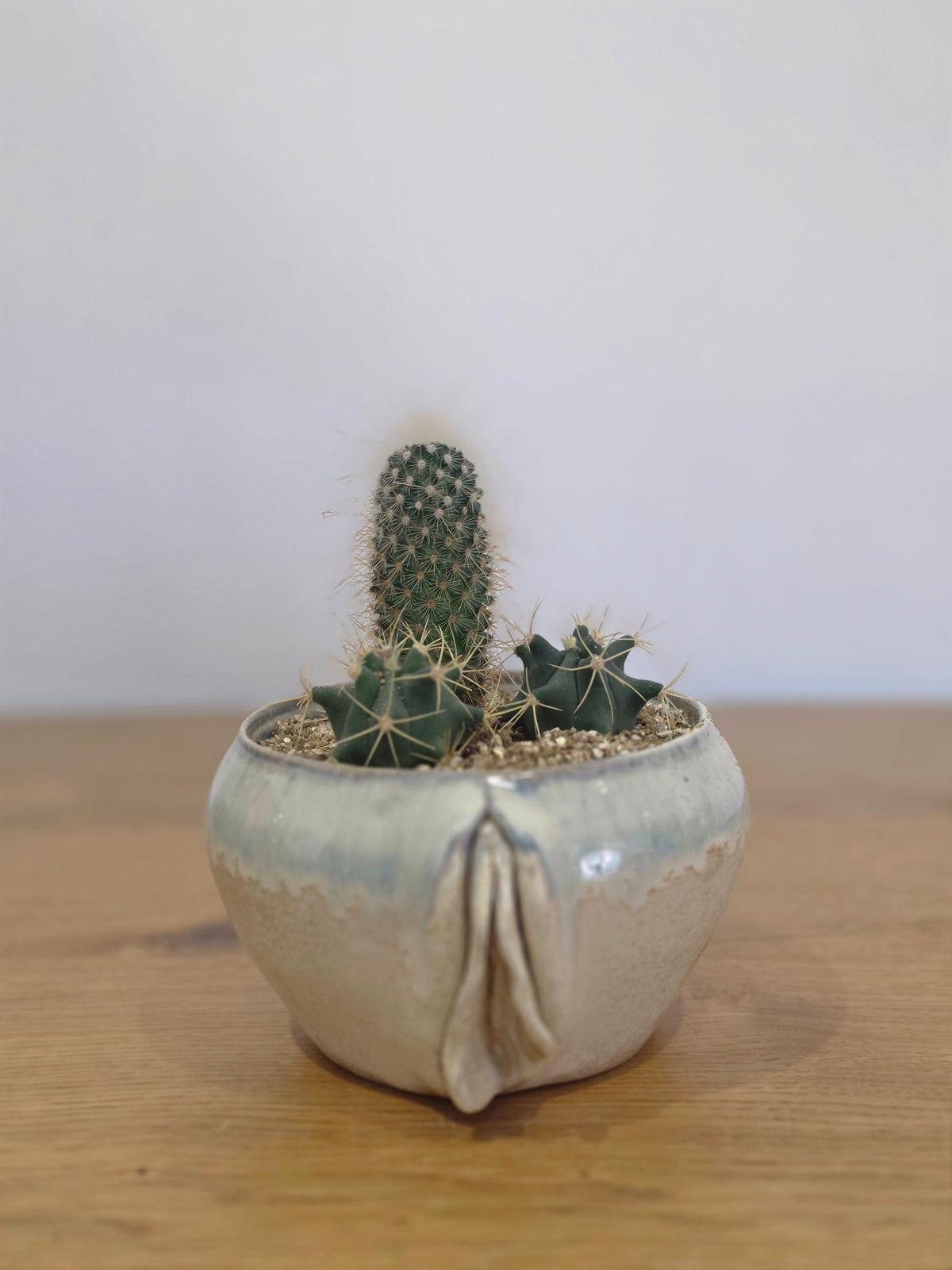 Planter Lynn without cactus, front, planted, straight on