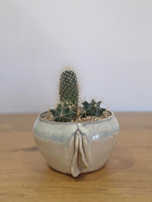 Planter Lynn without cactus, front, planted, straight on