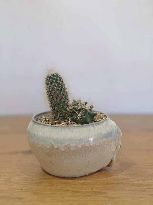 Planter Lynn without cactus, side, planted