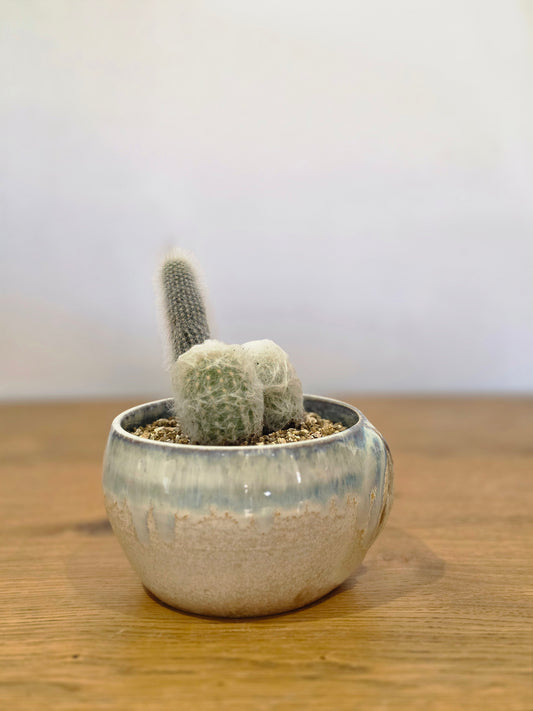 Planter Barbara without cactus, front, planted, from above